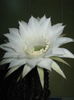 Picture My plants 4432