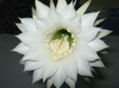 Picture My plants 4427