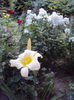 DSC02510