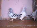 LATO &SASHA