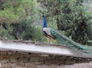 IMG_0567
