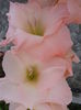 Fotografie0037