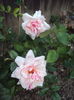 DSC00890