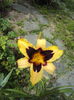 DSC00989