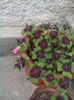 oxalis