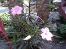 ruelia