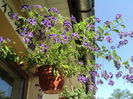 Duranta