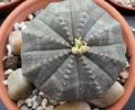 Euphorbia obesa