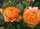 Lady Emma H