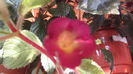 Red Giant