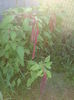 Amaranthus caudatus