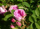 P1060226