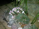 19.07.015 -cactus inflorit
