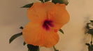 Mandarin Wind