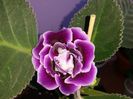 Allegro purple
