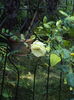DSC02595