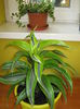 Picture My plants 4458