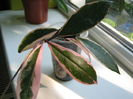 Picture My plants 4462