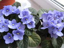 Picture My plants 4453