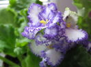 Picture My plants 4455