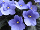 Picture My plants 4457