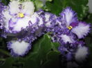 Picture My plants 4456