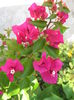 Picture My plants 4441