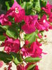 Picture My plants 4452