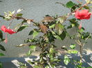 Picture My plants 4447