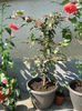 Picture My plants 4450