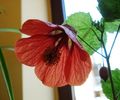 flori de iulie (2)