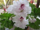 P.Tricus Spidatum