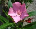 flori de iulie (1)