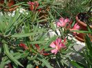 flori de iulie (4)