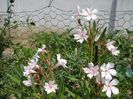 flori de iulie (5)