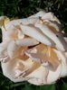 20150607_091206