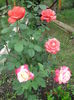 Picture 3761