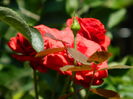 DSCN2061