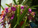 DSCN2066