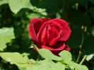 DSCN2129