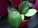 hoya balaensis hara bara