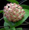 balaensis hara bara