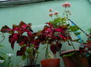 DSCN2226