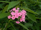 DSCN2266