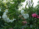 DSCN2269