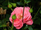 DSCN2275