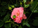 DSCN2278