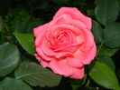 DSCN2279