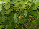 DSCN2316