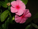 DSCN2321